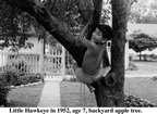 HawkeyeAppletree.jpg (40kb)